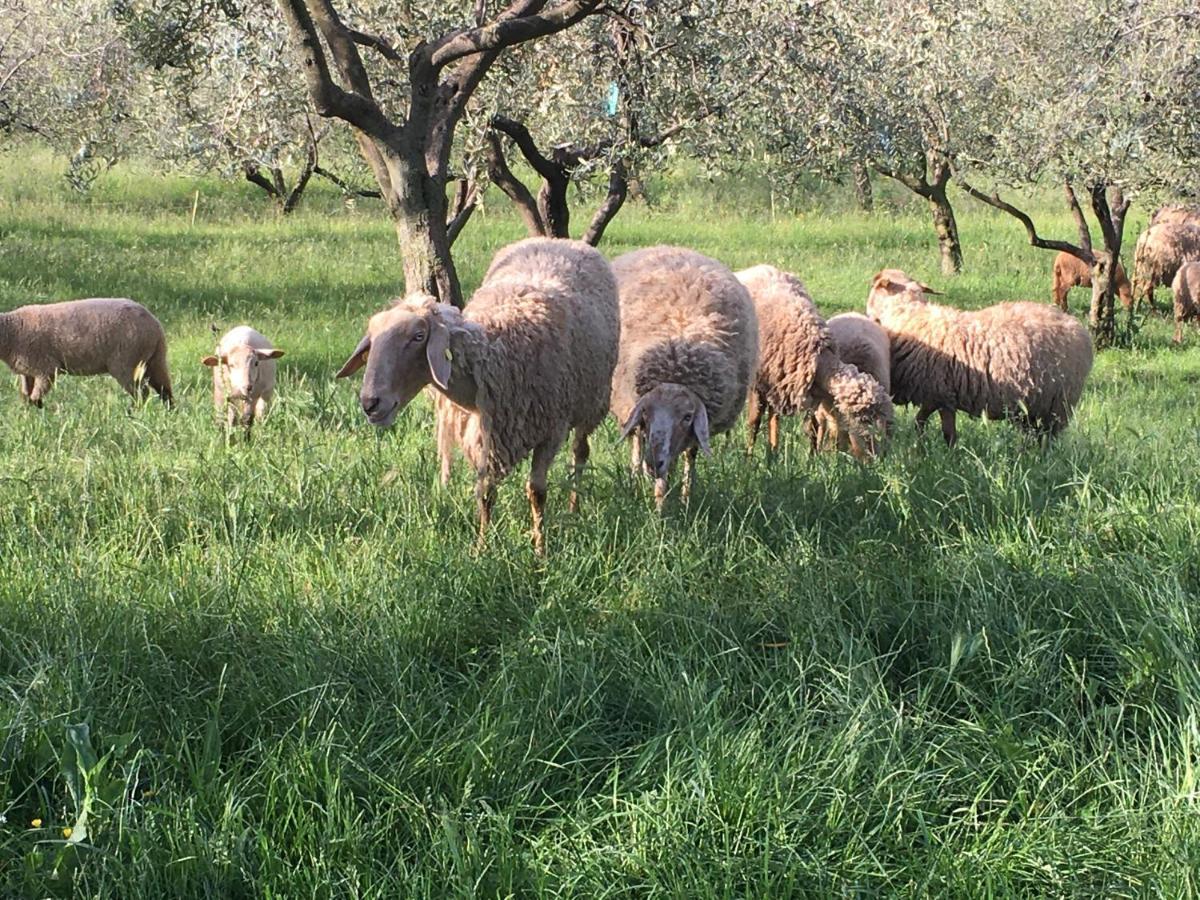 Agriturismo Casa Rosa Verona Bagian luar foto